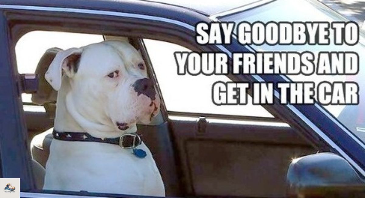 Practical Ways to Share Funny New Car Blessings